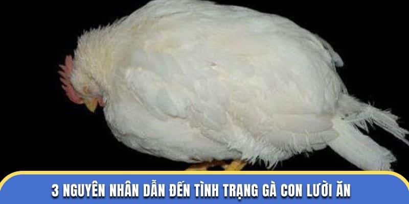 3 nguyên nhân dẫn đến tình trạng gà con lười ăn ở nhà cái đá gà thomo
