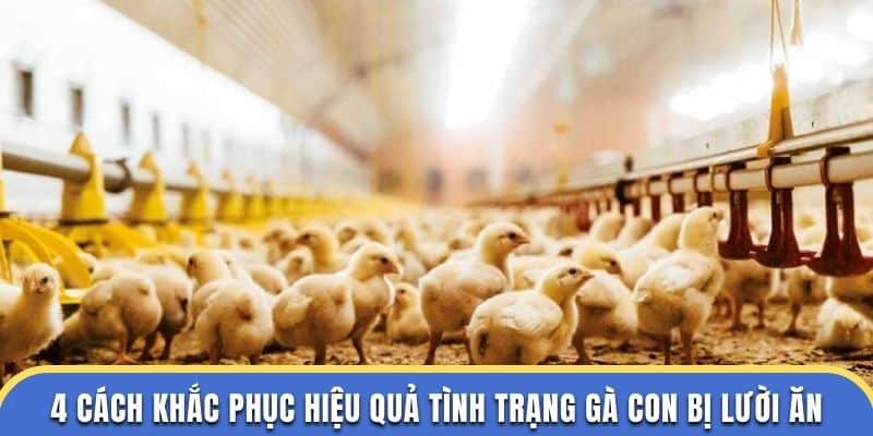 4 cách khắc phục hiệu quả tình trạng gà con bị lười ăn tại đá gà thomo