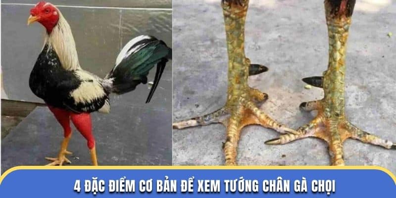4 đặc điểm cơ bản để xem tướng chân gà chọi theo đá gà thomo