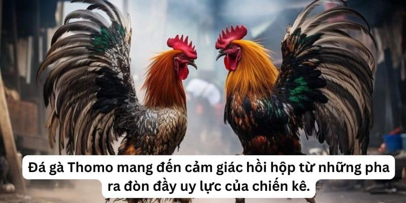 Đá gà Thomo mang đến cảm giác hồi hộp từ những pha ra đòn đầy uy lực của chiến kê