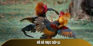 đá gà trực tiếp c1 những trận đấu gay cấn