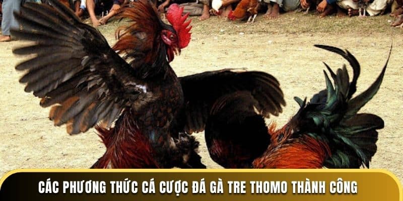 Các phương thức cá cược đá gà tre Thomo thành công