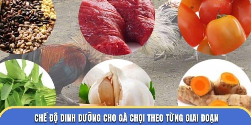 Chế độ dinh dưỡng gà chọi theo từng giai đoạn tại đá gà thomo