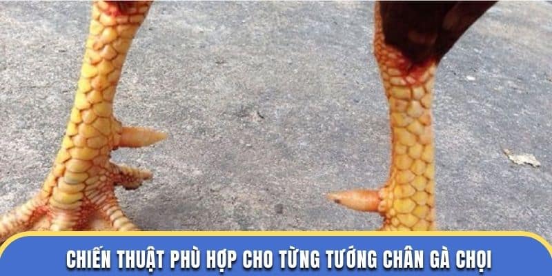 Chiến thuật phù hợp cho từng tướng chân gà chọi tại nhà cái đá gà thomo