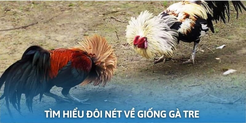 Đá gà thomo giải đáp sơ bộ về giống gà tre