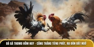 Đá gà thomo hôm nay - căng thẳng từng phút ra đòn bất ngờ