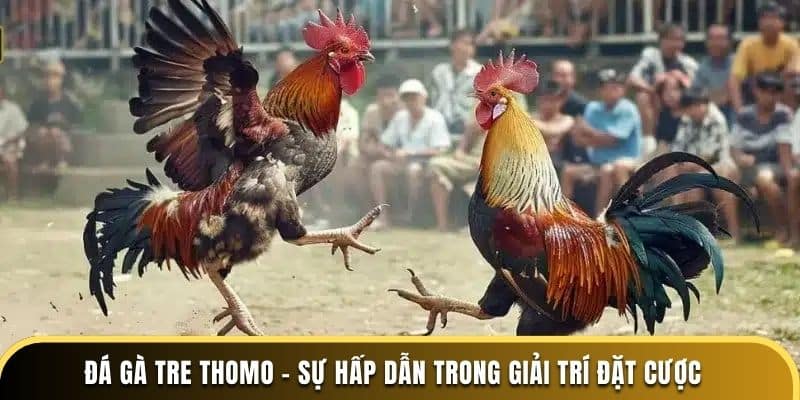 đá gà tre thomo sự hấp dẫn trong giải trí đặt cược