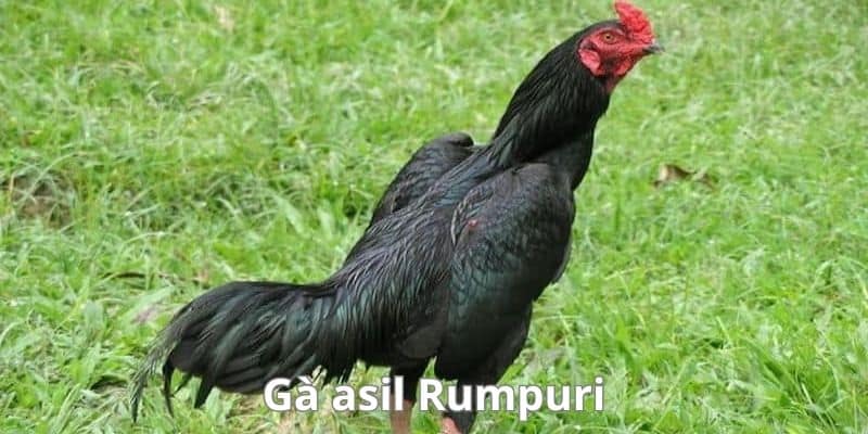 Dagathomo chia sẻ những dòng gà chiến asil được săn đón rầm rộ nhất