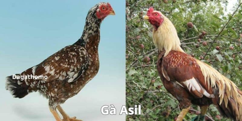 Dagathomo giới thiệu về dòng gà asil nổi tiếng