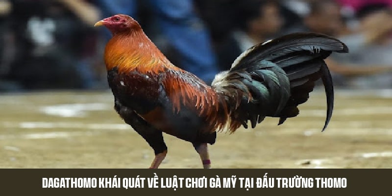 dagathomo khái quát về luật chơi gà mỹ tại đấu trường thomo