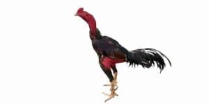 gà chọi bình định khám phá chiến kê cùng đá gà thomo