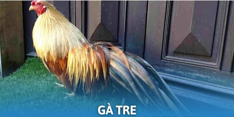 gà tre dòng kê thiện chiến ở các sới đá gà thomo 2025