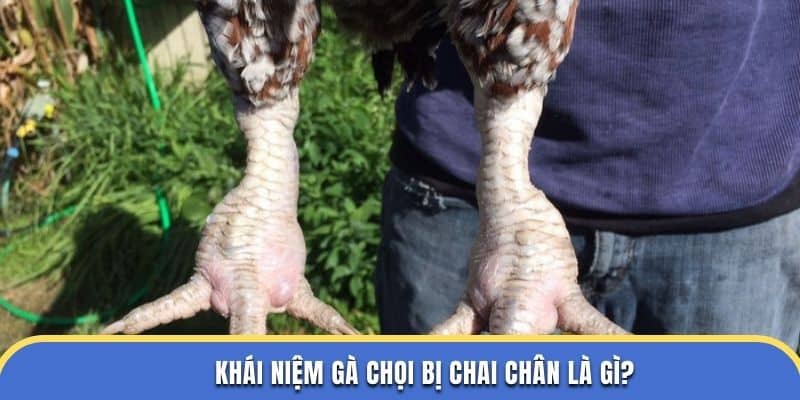 Khái niệm gà chọi bị chai chân là gì tại dagathomo?