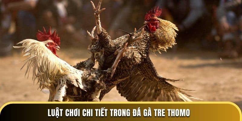 Luật chơi chi tiết trong đá gà tre Thomo