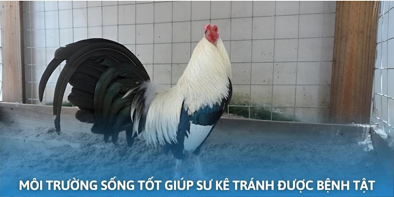 Môi trường sống tốt giúp gà có những trận đá gà Thomo xuất sắc