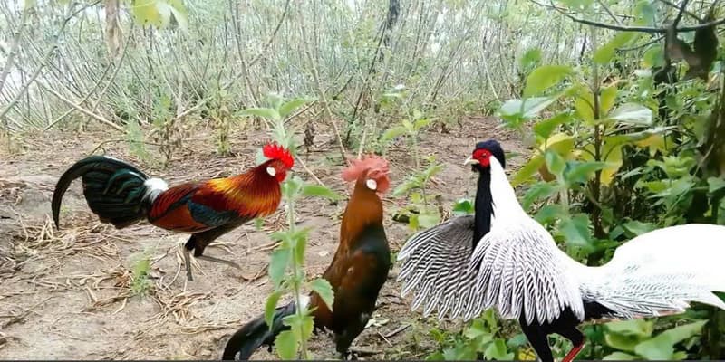 Một số đặc tính quan trọng của giống gà rừng Dagathomo