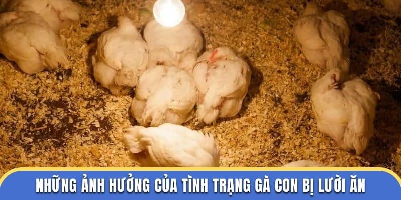 Những ảnh hưởng của tình trạng gà con bị lười ăn tại trường đá gà thomo