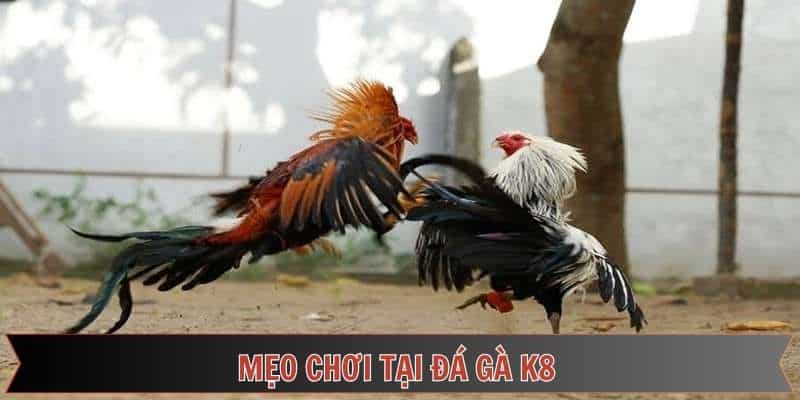 Những chiến lược chọi kê hiệu quả trên đá gà Thomo