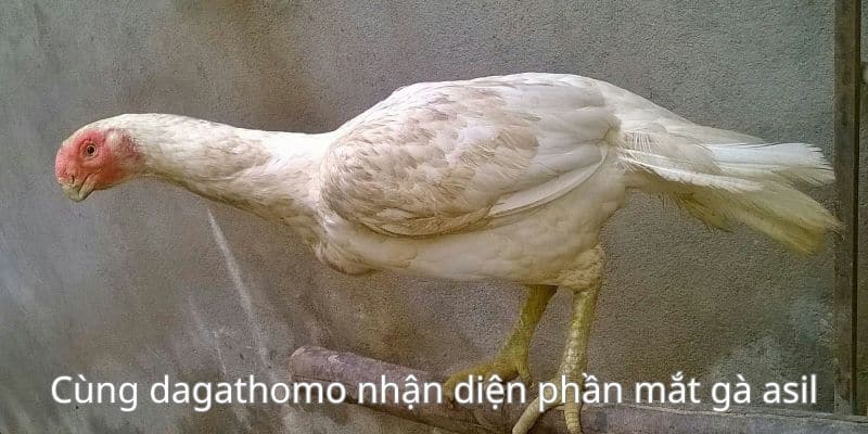 Những đặc điểm để nhận diện chiến kê asil chuẩn xác cùng dagathomo