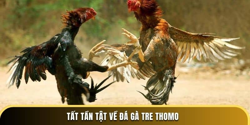 Tất tần tật về đá gà tre Thomo