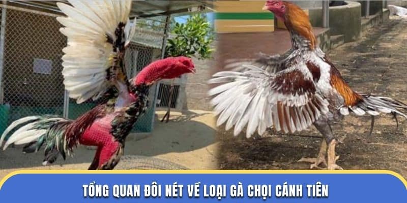 Tổng quan đôi nét về loại gà chọi cánh tiên tại đá gà thomo