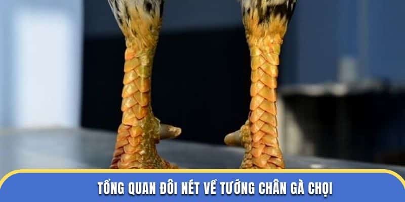 Tổng quan đôi nét về tướng chân gà chọi tại Nhà Cái Đá Gà Thomo