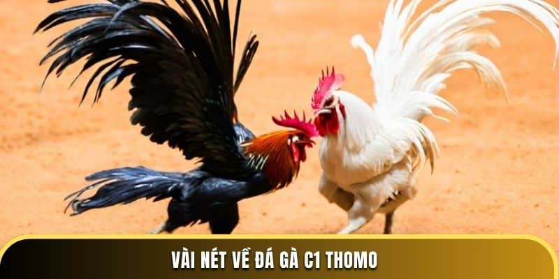 Vài nét về đá gà C1 Thomo
